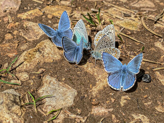 Two different species of butterflies - green-underside blue and Adonis blue on the ground
