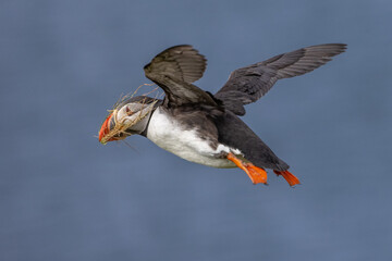 Atlantic Puffin in flight with nesting material