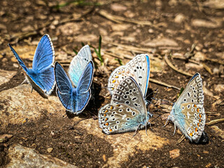 Two different species of butterflies - green-underside blue and Adonis blue on the ground