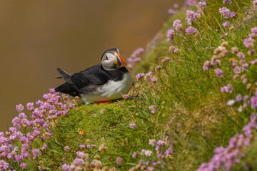 Atlantic puffin