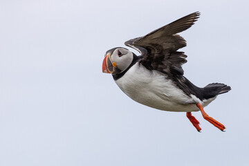 Atlantic puffin in flight