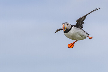 Atlantic Puffin in Flight
