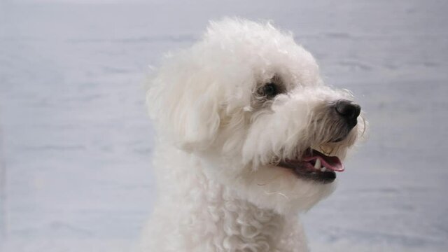 Portrait of a dog breed Bichon Frize. Close-up. Behind a wooden background of white, gray color.