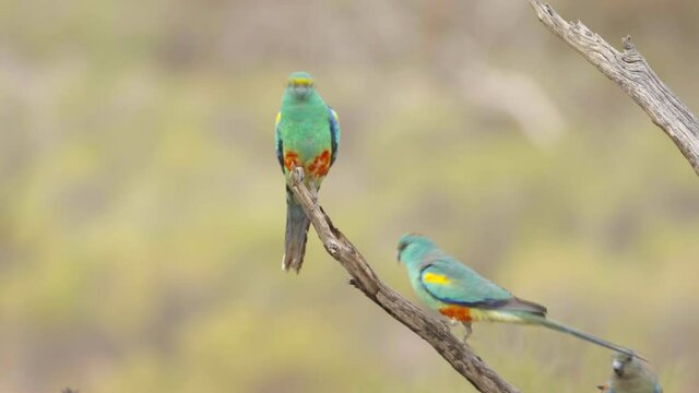high frame clip of a flock mulga parrots at a water trough at gluepot reserve in south australia