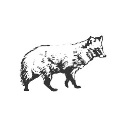 Raccoon Dog, Grunge Hand Drawing Silhouette. Vector