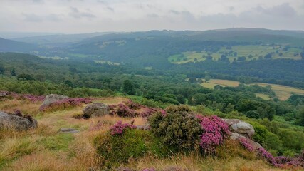Obraz premium landscape with trees