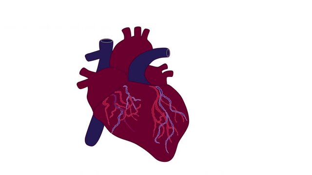 Seamless loop animation of human heart, anatomy organ. Luma matte, mask.