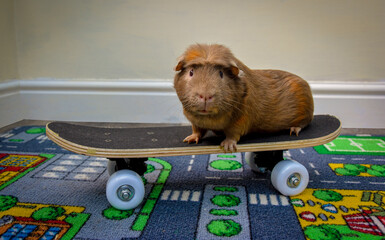 Cute brown guinea pig riding a mini skateboard on a road map play rug, with a clean white wall in...