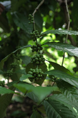 Coffee beans in coffee tree which is still green and not ready for harvest.