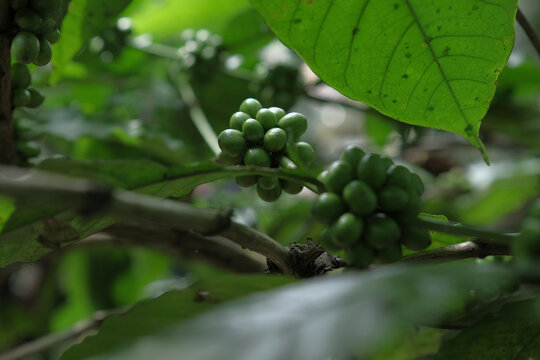 Coffee beans in coffee tree which is still green and not ready for harvest.