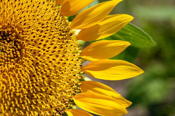 背景素材　鮮やかな黄色のヒマワリの花