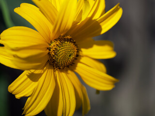 Arnica montana, also known as wolf's bane, leopard's bane, mountain tobacco and mountain arnica. Arnica montana is used as an herbal medicine for analgesic and anti-inflammatory purposes. Close-up.