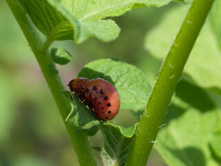 Colorado potato beetle larva on a potato stalk. Insect pest, close-up.