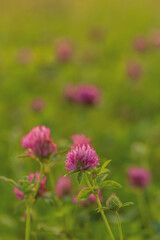 Pink flowers on a green blurred background. Red clover. Copy space.