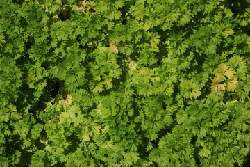 Naklejka premium Semis de Persil Frisé Petroselinum crispum