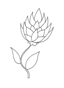 decorative flower drawn by line