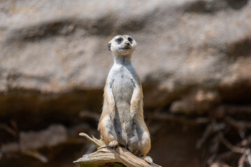 Fototapeta premium meerkat on guard
