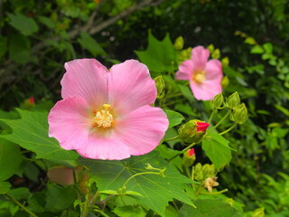 ピンクの芙蓉の花