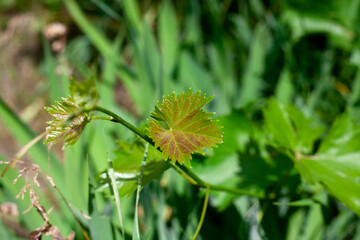 Young grape leaves and grain in garden. Leaf texture. Grape leaf close up picture.