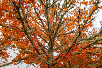 Fototapeta premium Red maple autumnal foliage