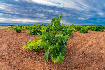 Vast vineyard rows corner under the cloudy sky