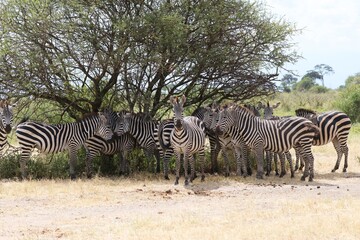 Fototapeta na wymiar Beautiful Animals Game of Africa – Zebras