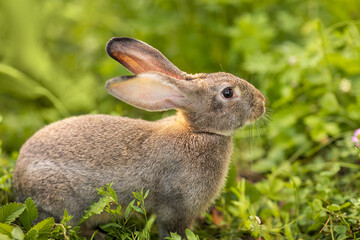 The gray rabbit walks on the green grass. Long-eared hare on the lawn. Pet. Rodent. Easter concept.