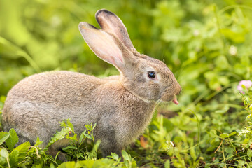 The gray rabbit walks on the green grass. Long-eared hare on the lawn. Pet. Rodent. Easter concept.