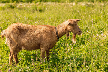 Brown goat on a green meadow. A small horned animal stands in the grass. Livestock. Agriculture.