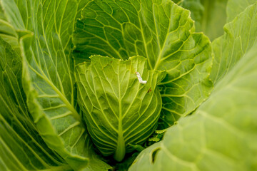 Obraz premium Cabbage plants damaged by worms, worm dead on the leaf