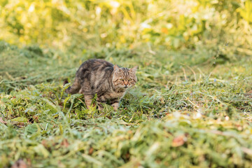 Fototapeta premium A gray striped fluffy cat is walking on the green grass. Pet for a walk. A beautiful animal. Selective focus.