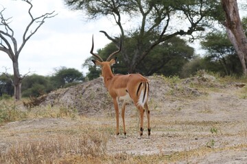 Beautiful Animals Game of Africa – Impala Antelope