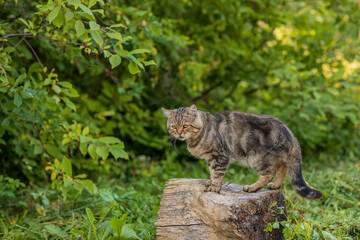 A gray tabby fluffy cat stands on a stump on the green grass. Pet for a walk. A beautiful animal. Selective focus.