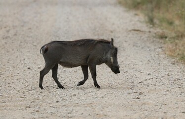Beautiful Animals Game of Africa – Wart Hog