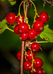 red currant berries