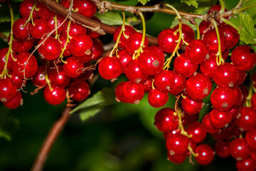 red currant berries