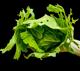 Cabbage plants damaged by worms