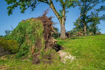 Hagelschaden und Starkregen zerstört Landwirtschaft in Bayern nördlich von Murnau, abgebrochene und entwurzelte Bäume - obrazy, fototapety, plakaty