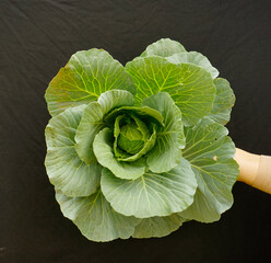 head of cabbage