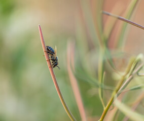 The insect sits on a branch against a red blurred background. A bee sits on a branch of fireweed. Wild nature. Macro. Selective focus. Copy space.