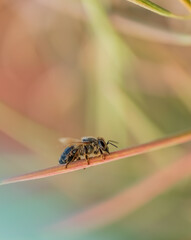 The insect sits on a branch against a red blurred background. A bee sits on a branch of fireweed. Wild nature. Macro. Selective focus. Copy space.