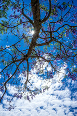 Blue Jacaranda blossom under the sun
