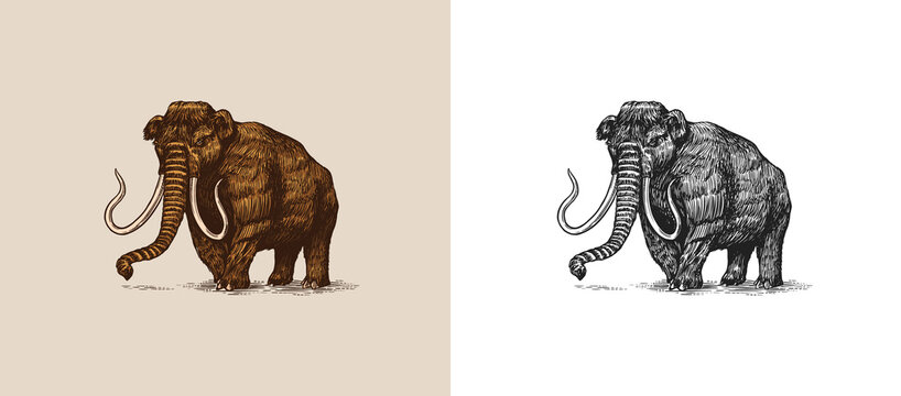 Мамонт скетч. Хобот мамонта. Шерстистый мастодонт. Шерстистый мамонт. Мамонт млекопитающее.