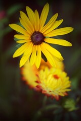 Yellow flowers - rudbeckia and bokeh golden everlasting flower.