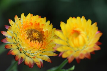 Strawflowers blooming yellow and orange, everlasting flower.