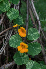 BEAUTIFUL GOLDEN FLOWERED EDIBLE NASTURTIUM PLANT CLIMBING BRANCH STRUCTURE