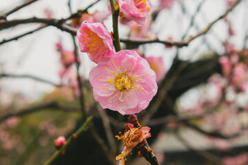 Japanese Sakura flowers