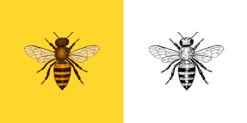  Bee and Honey. Mead and insect. Vector Engraved hand drawn Vintage old sketch for t-shirt or typography or badge. Vector illustration