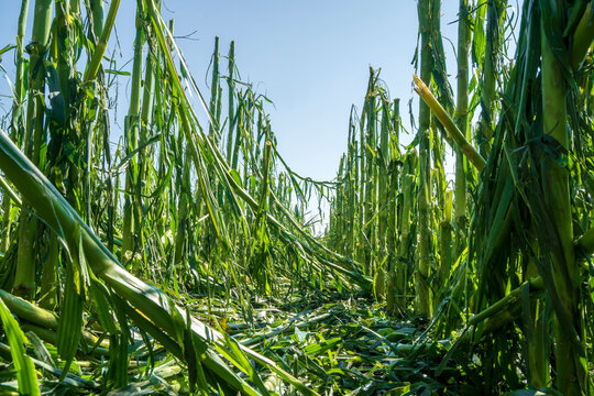 Hagelschaden und Starkregen zerst&ouml;rt Landwirtschaft in Bayern n&ouml;rdlich von Murnau