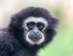 Close-up view of a lar gibbon (Hylobates lar)